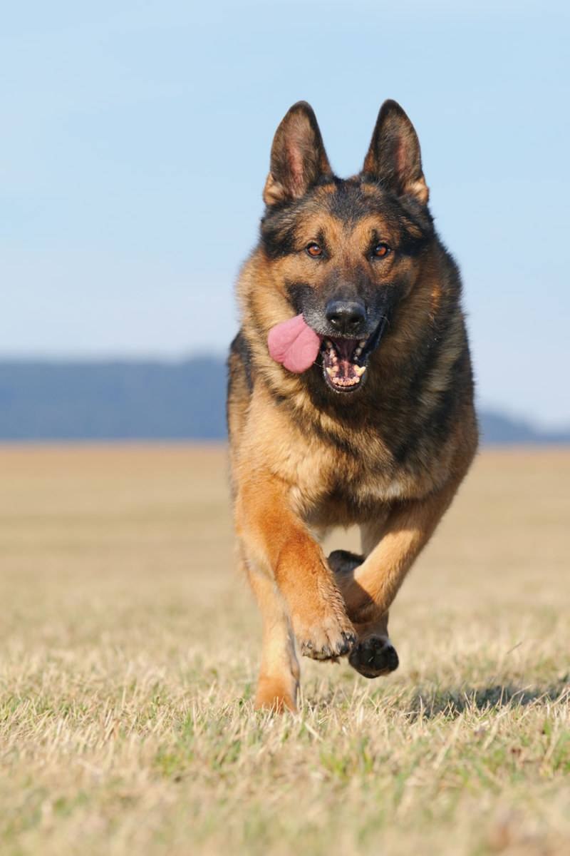 German Shepherd немецкая овчарка