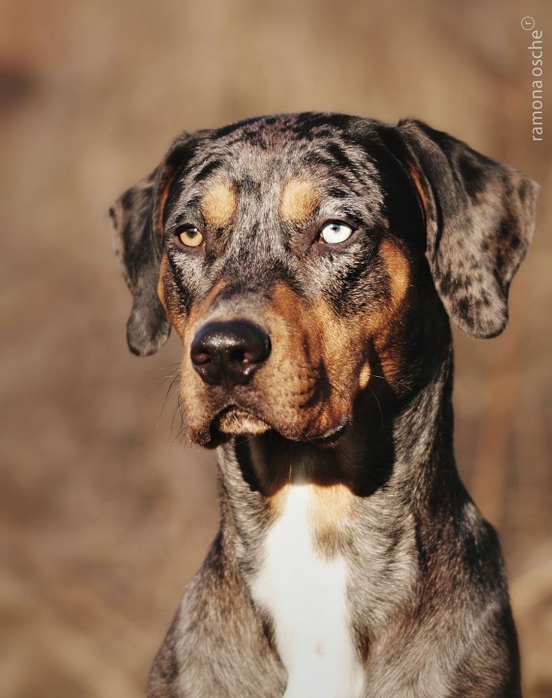 Catahoula Leopard