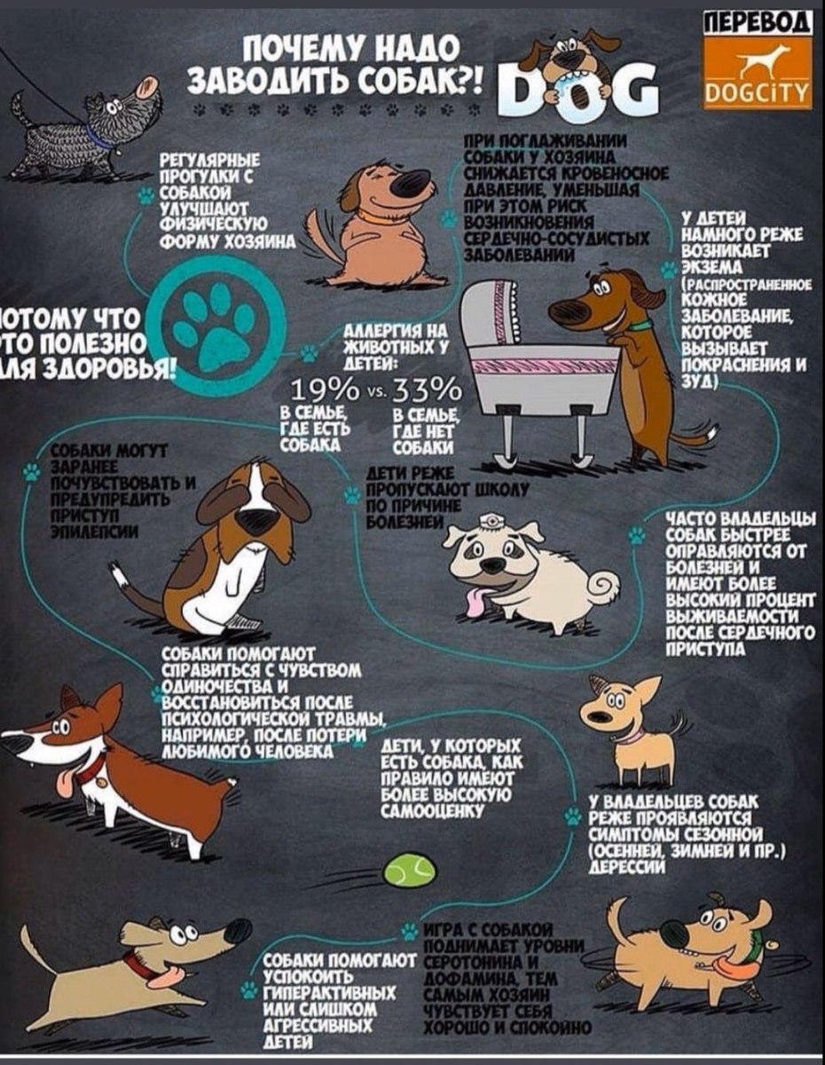Что надо купить собаке. Инфографика собаки. Причины быть собакой. Инфографики про животных. Домашние животные советы.