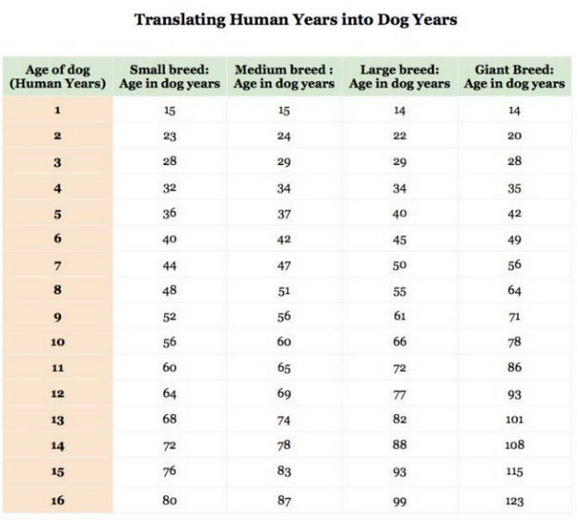 Сколько будет лет по собачьи