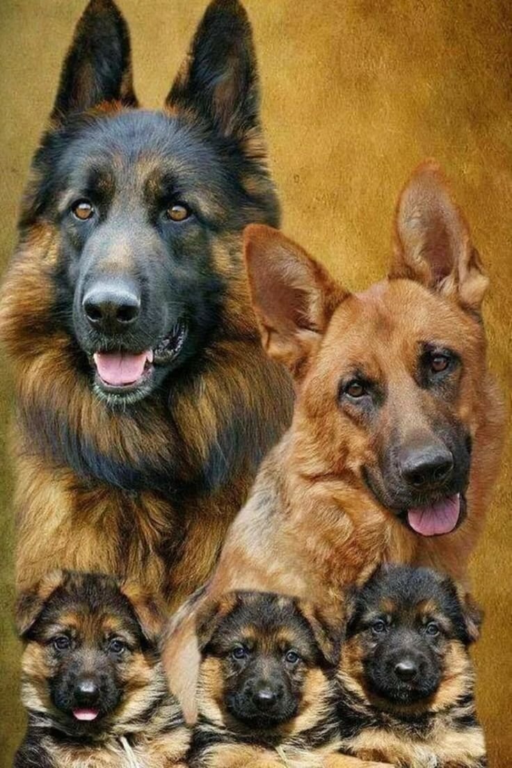 Семья с собакой