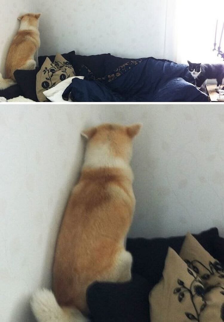Котик обиделся и отвернулся