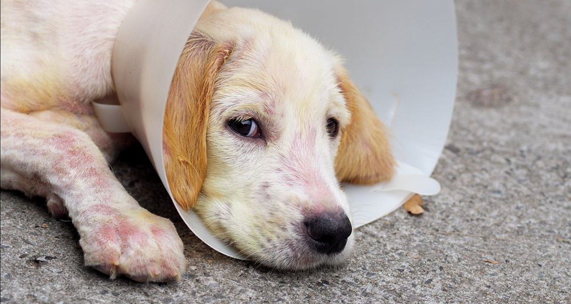 Dermatitis en perros tratamiento casero