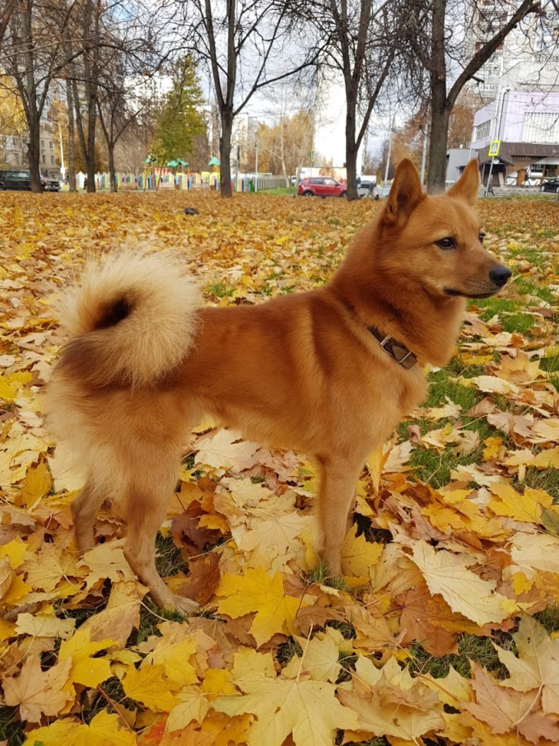 Карело финский шпиц