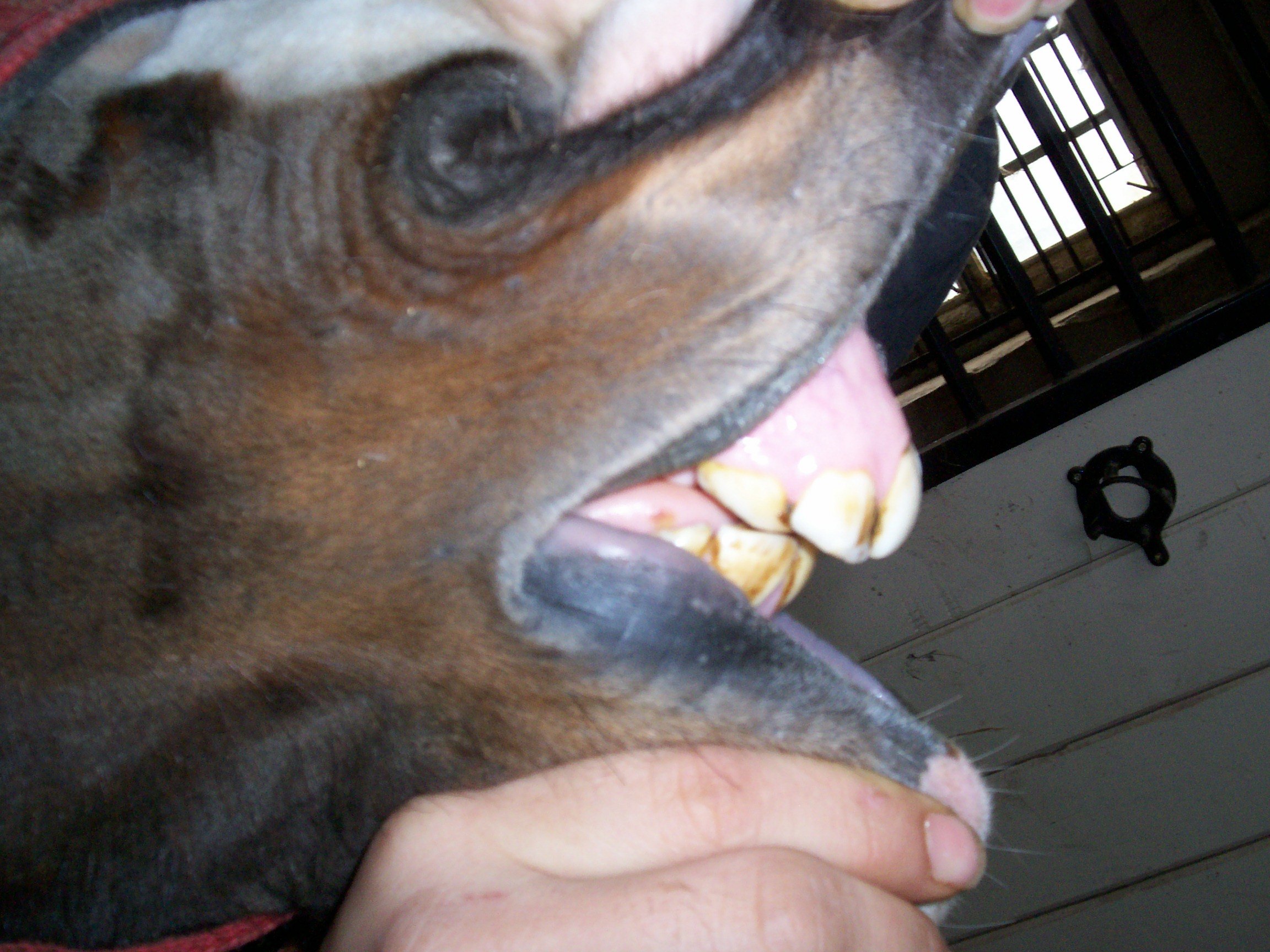 Проблемы с печенью у собаки. Опухоли ротовой полости у собак. Ротовая полость лошади.