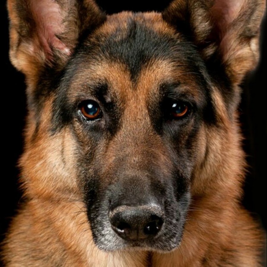немецкая овчарка фото собаки чепрачный окрас