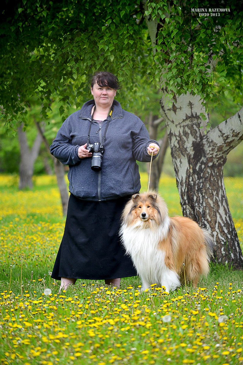 Шелти щенок милый
