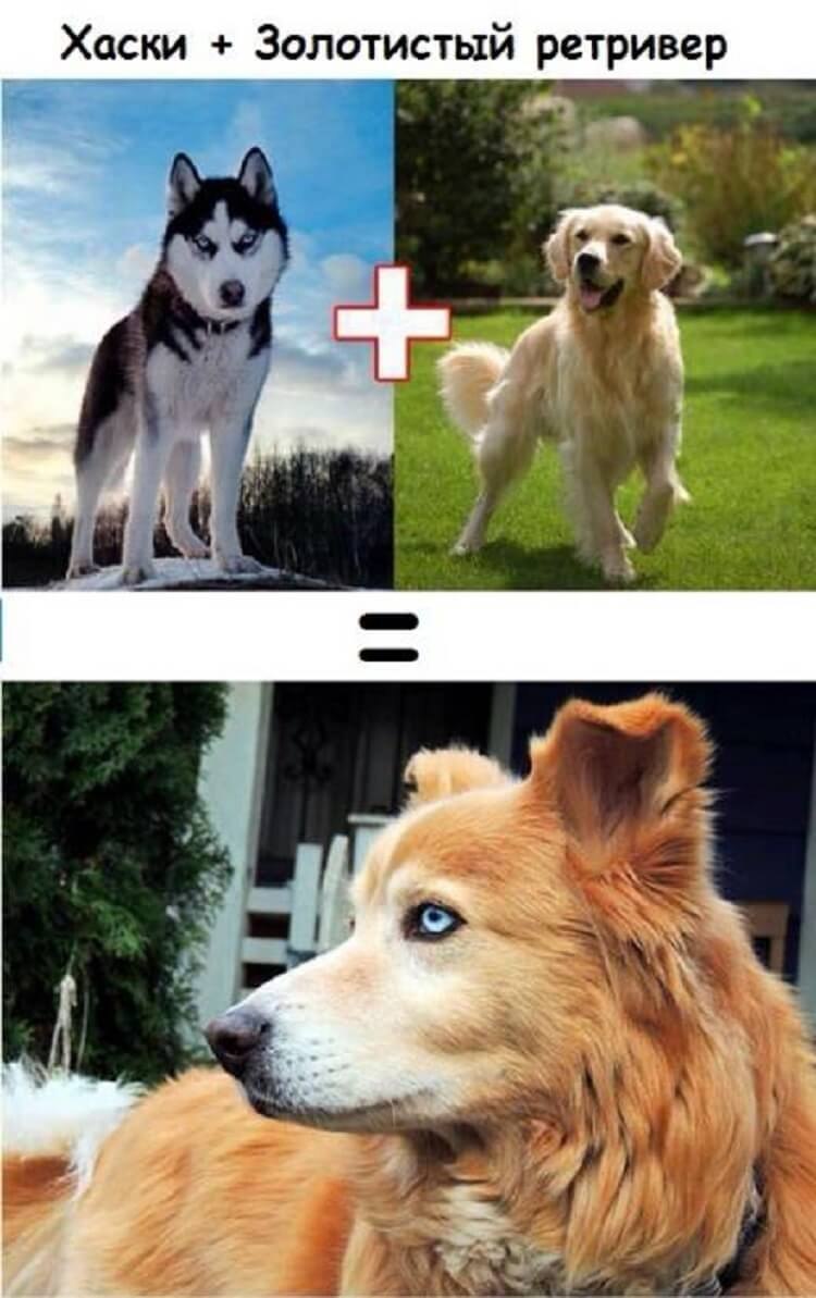 Смесь пород собак