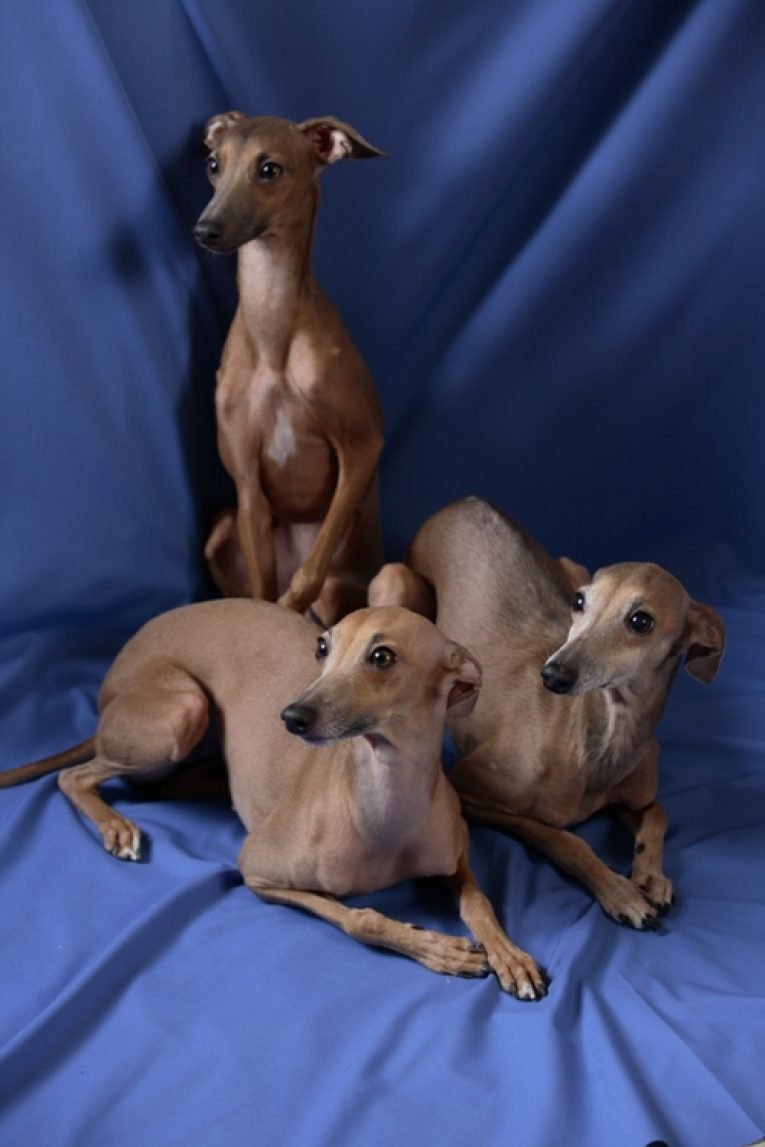 Королевская Левретка