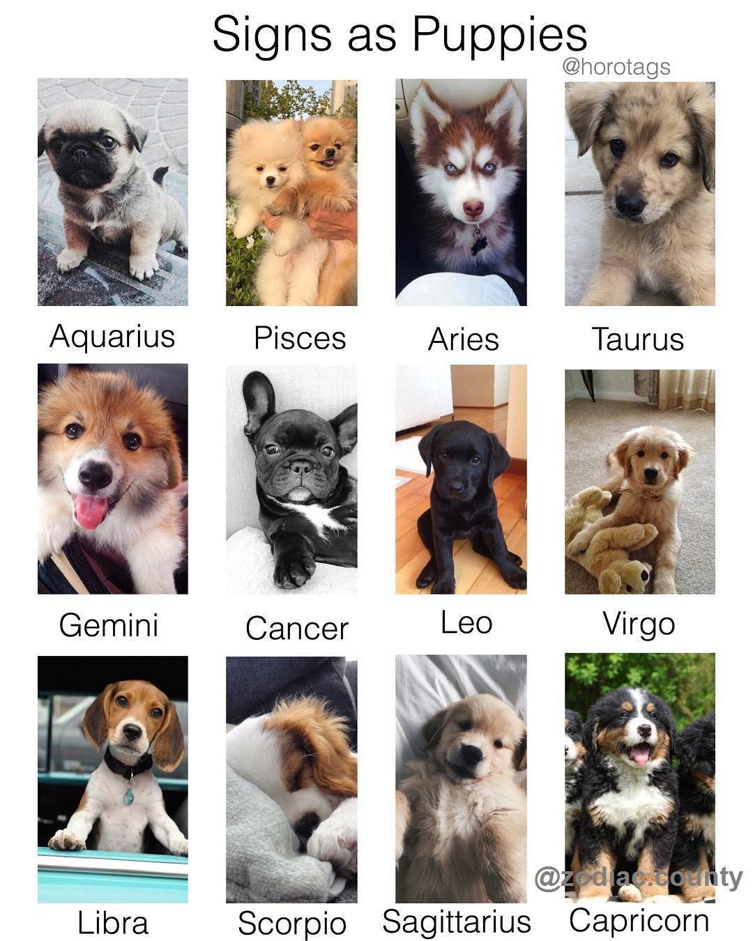 Собаки по знаку зодиака