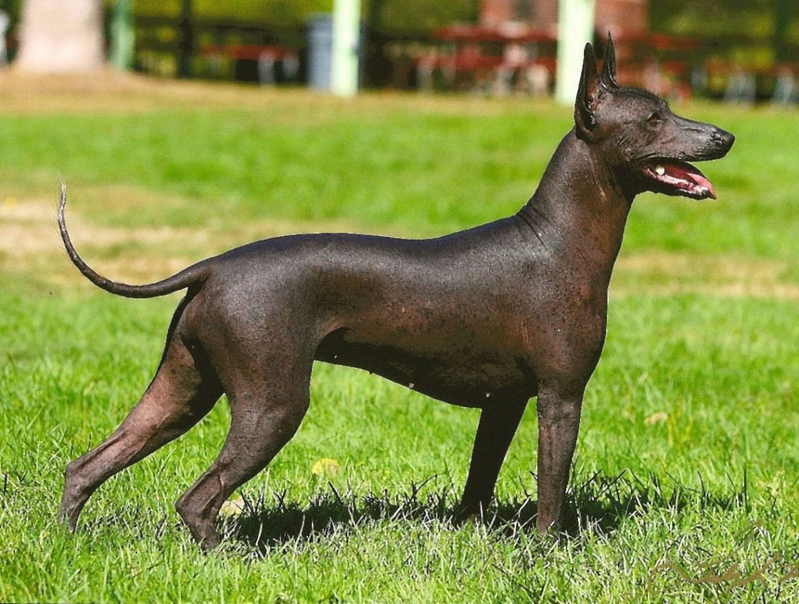 Самая древняя порода собак ксолоитцкуинтли (68 фото) - картинки  sobakovod.club