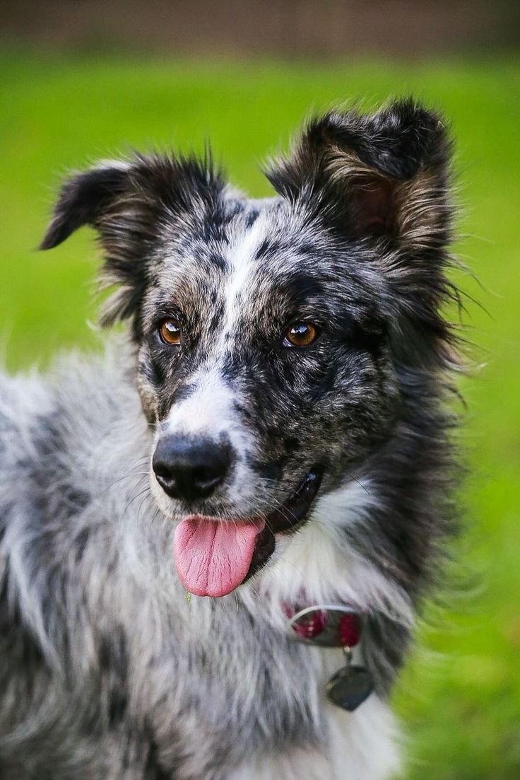 Border Collie (бордер колли)