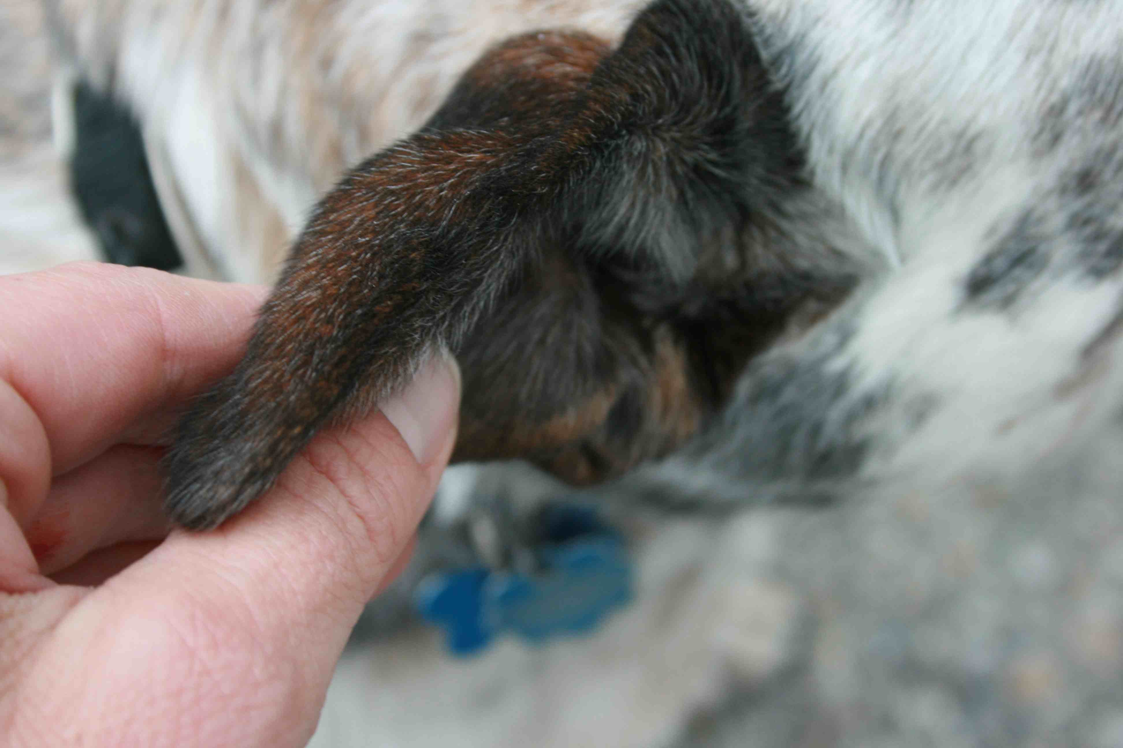 Почему упали уши у. Гематома ушной раковины у собак. Новообразование в ухе у собаки.
