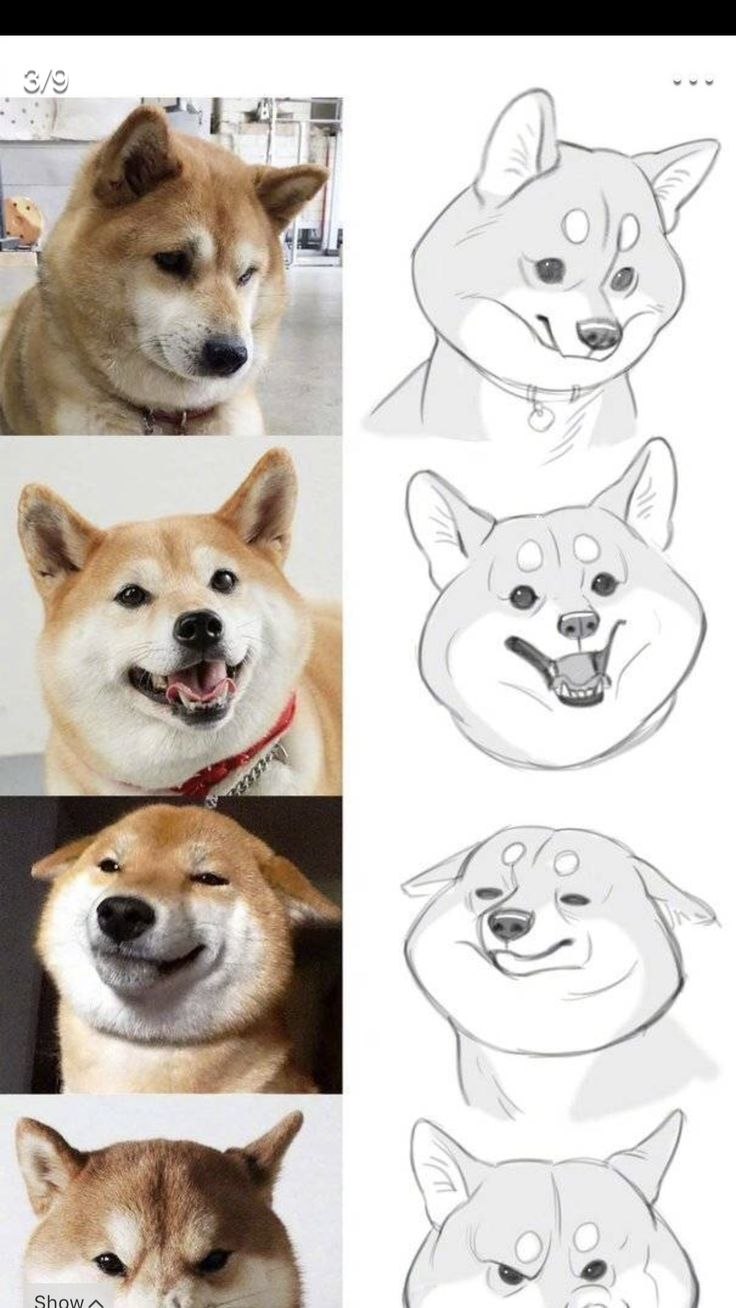 Шиба ину скетч