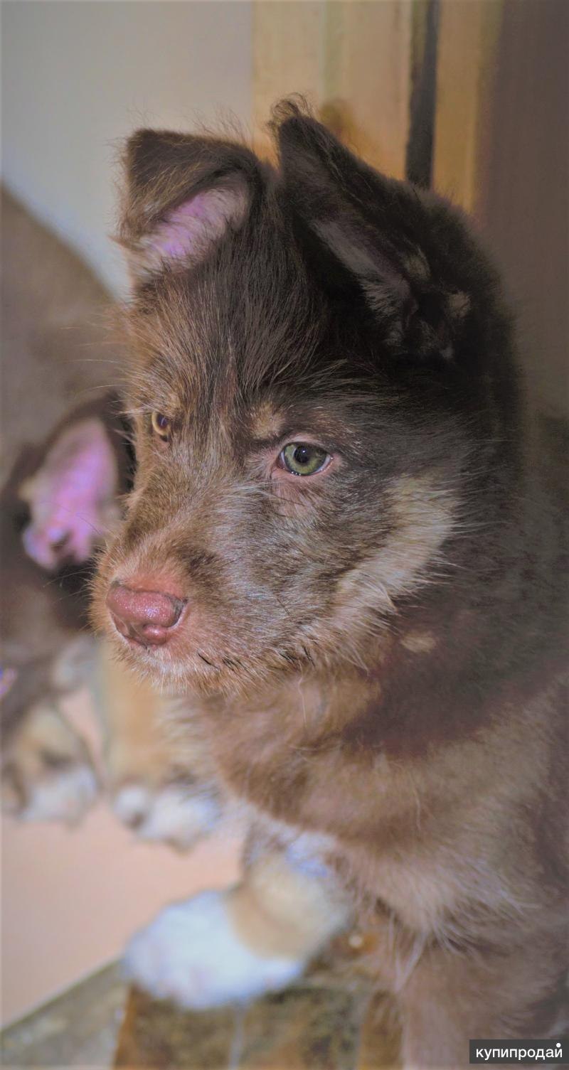 Хаски самолет (73 фото)