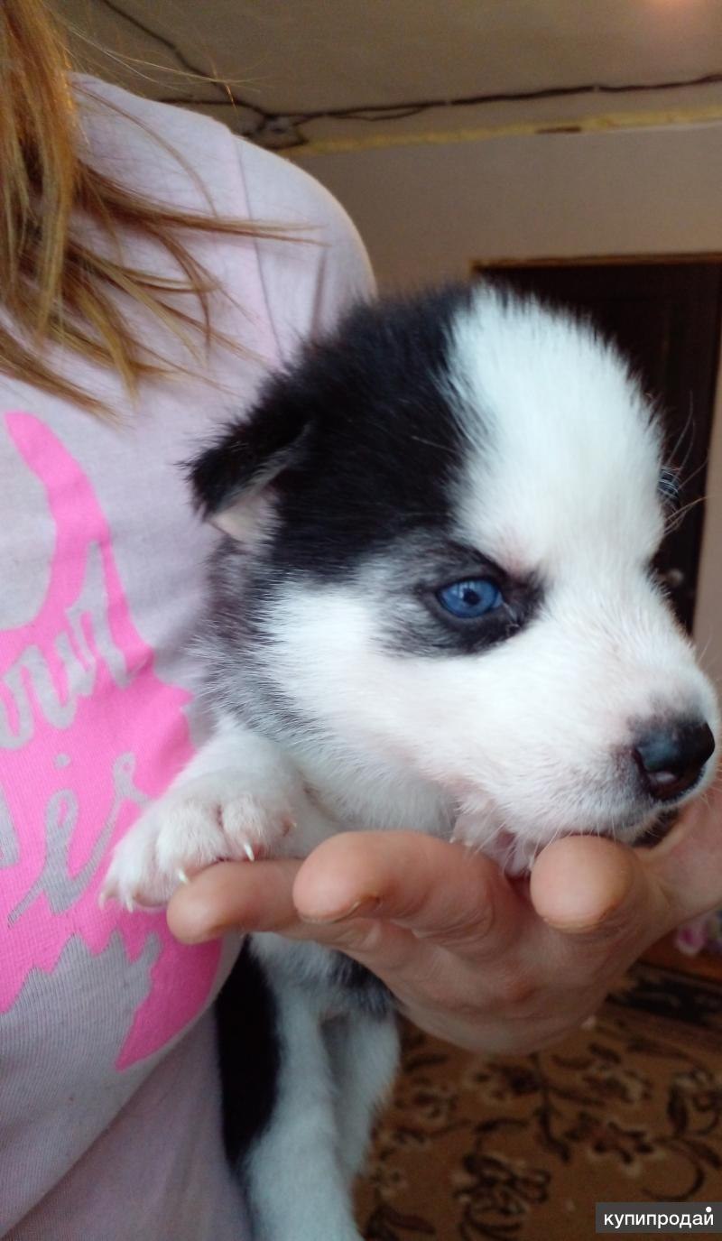 Хаус крыс Husky House