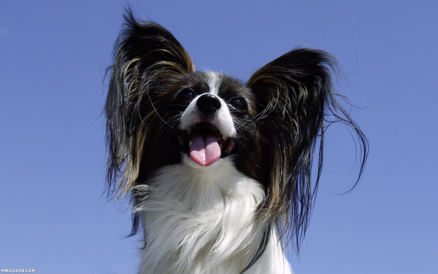 Собака с длинными волосами на ушах (71 фото) - картинки sobakovod.club