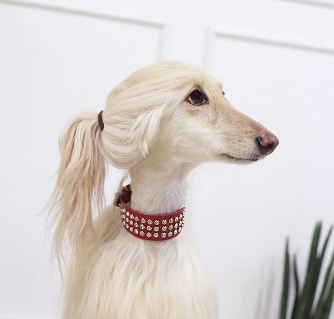 Собака с длинными волосами на ушах (71 фото) - картинки sobakovod.club