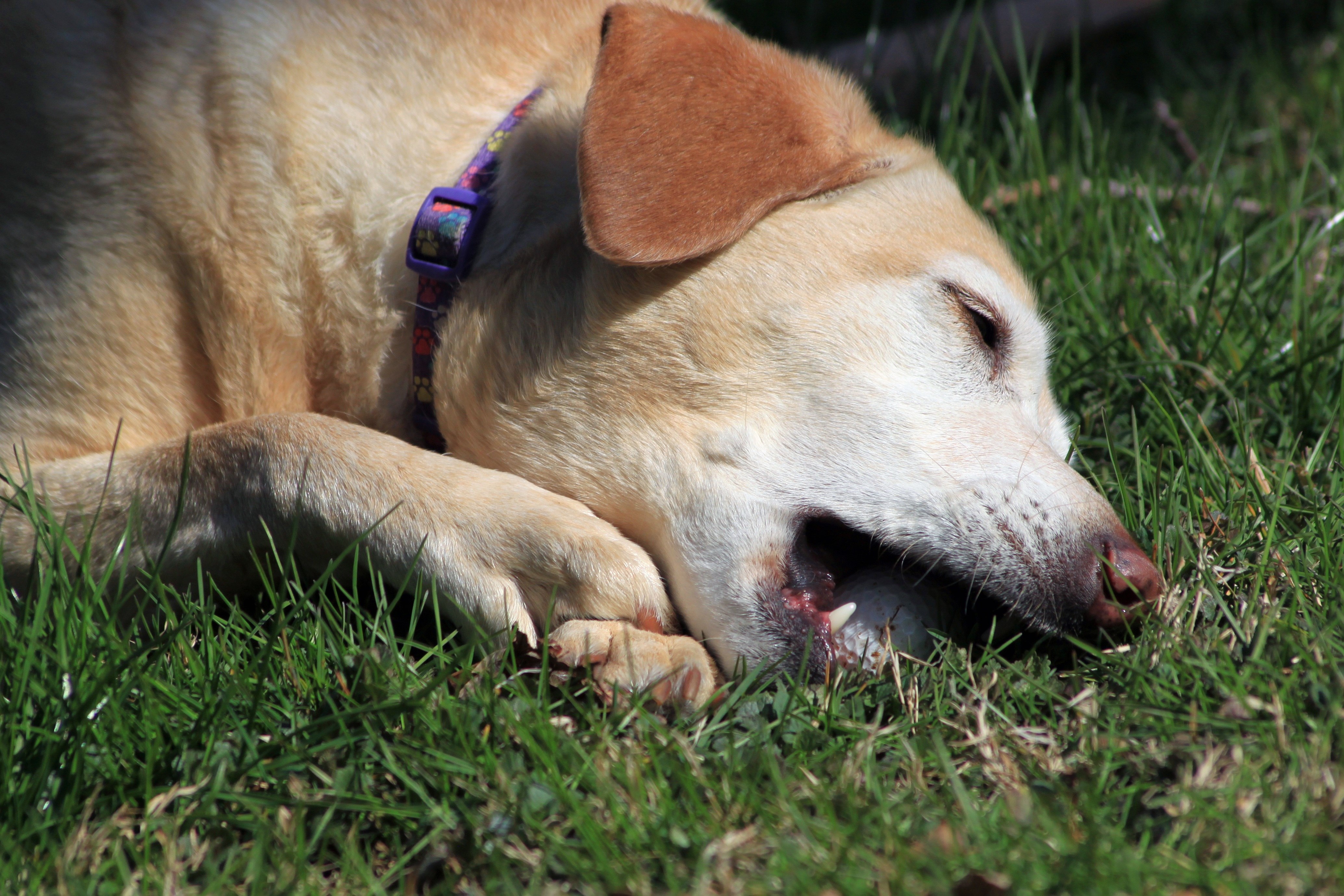 Собака хотела укусить во сне. Собака на солнце. Собака на солнышке.