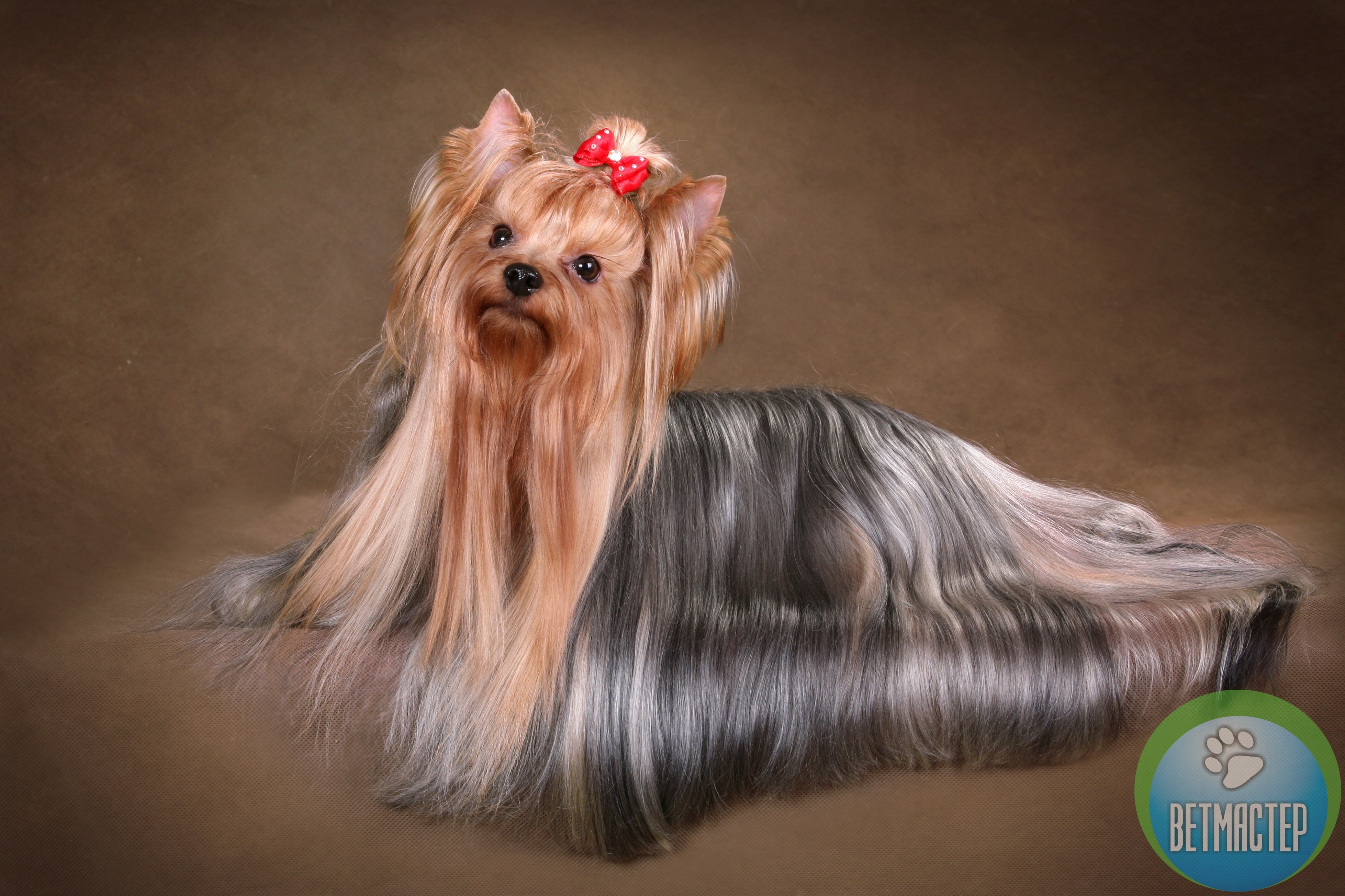 Собака с человеческими волосами порода (71 фото) - картинки sobakovod.club