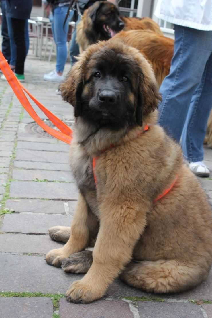 Леонбергер рыжий