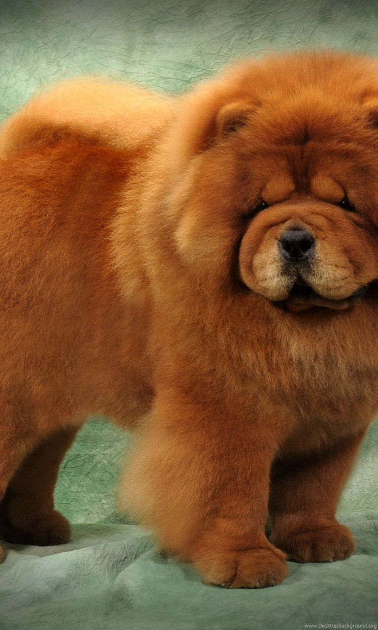 Чау чау Чиф