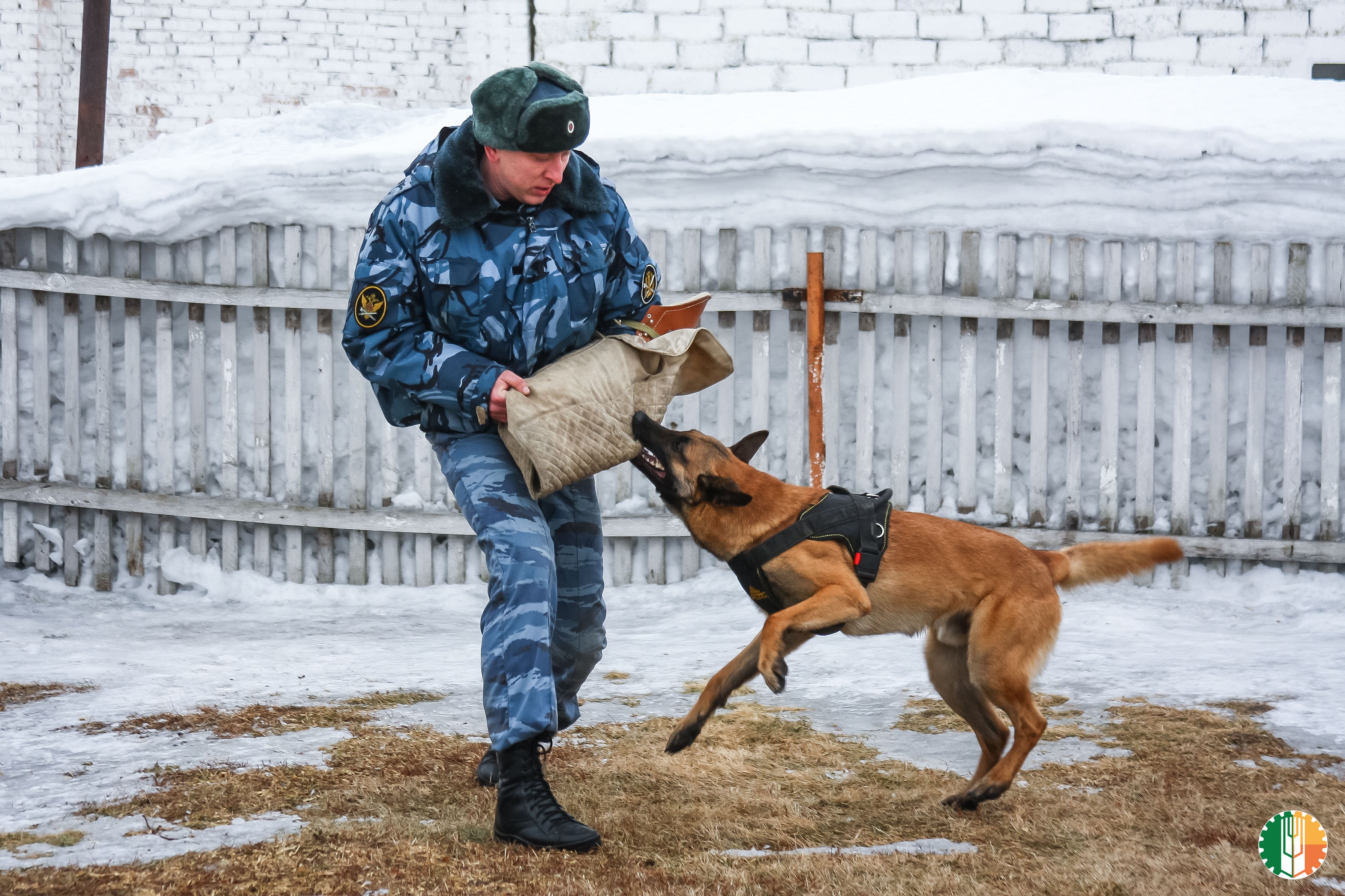 Служебные собаки кинологов