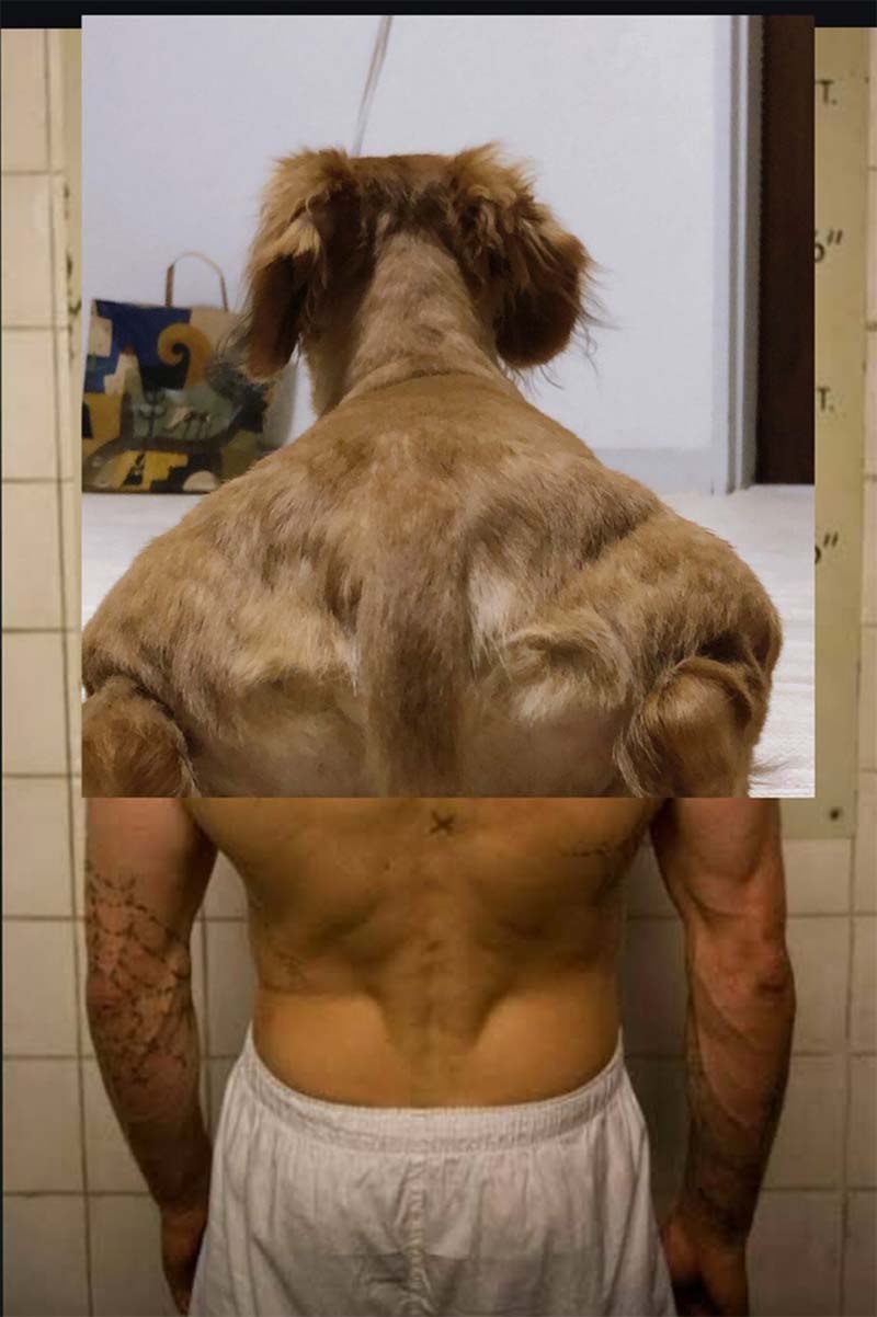 Собачья спина
