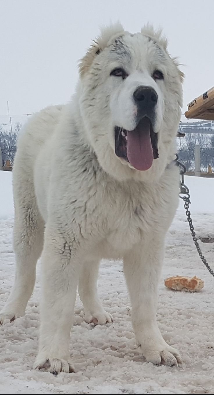 Алабай переросток