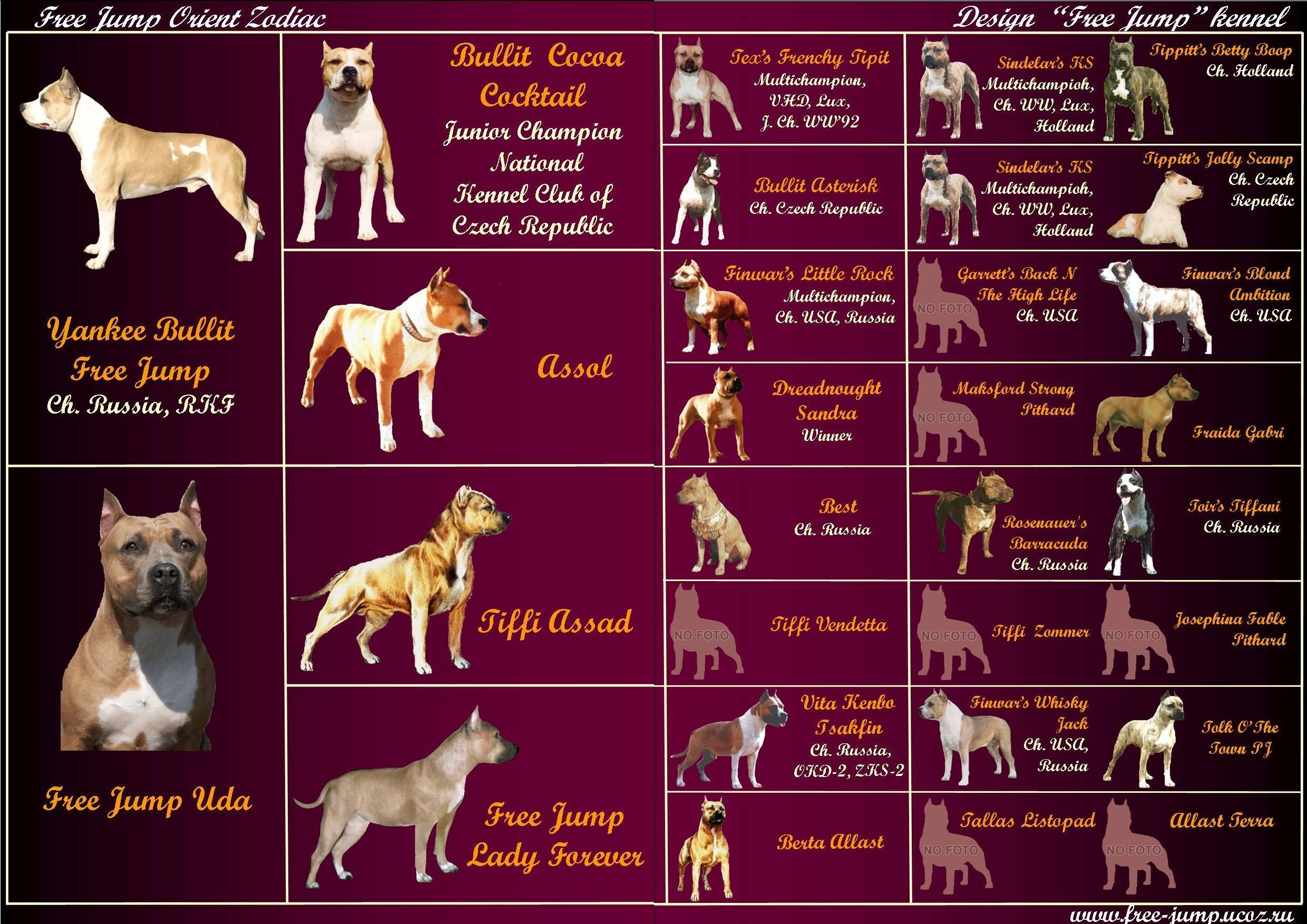 Красивые названия собак. Клички для собак. Название собак имена. Клички для породистых собак. Породы собак с именами.