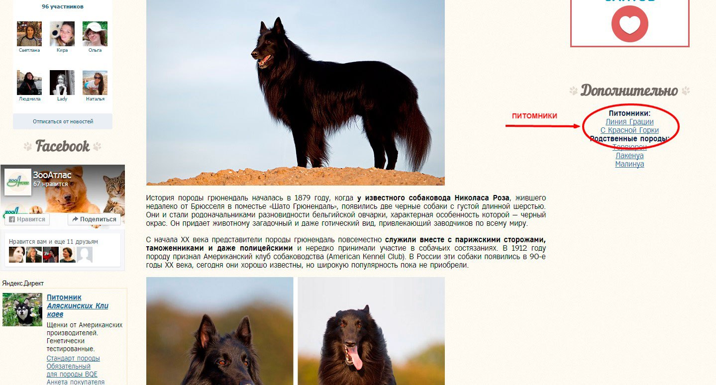 Сайт питомника собак в крыму. Питомник собак в Крыму. Питомник собак Крым последние.