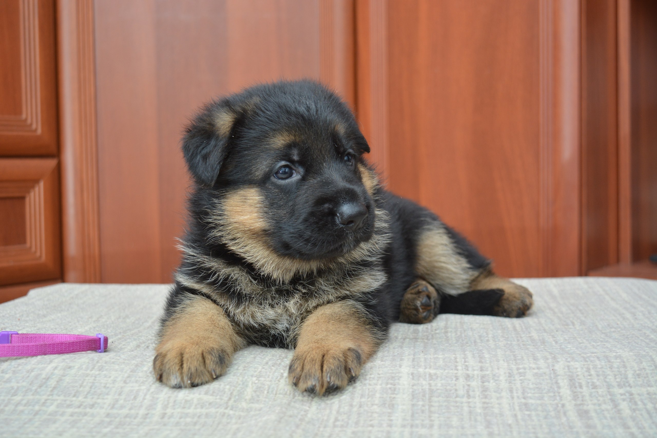 фото 5 месяцев немецкого щенка