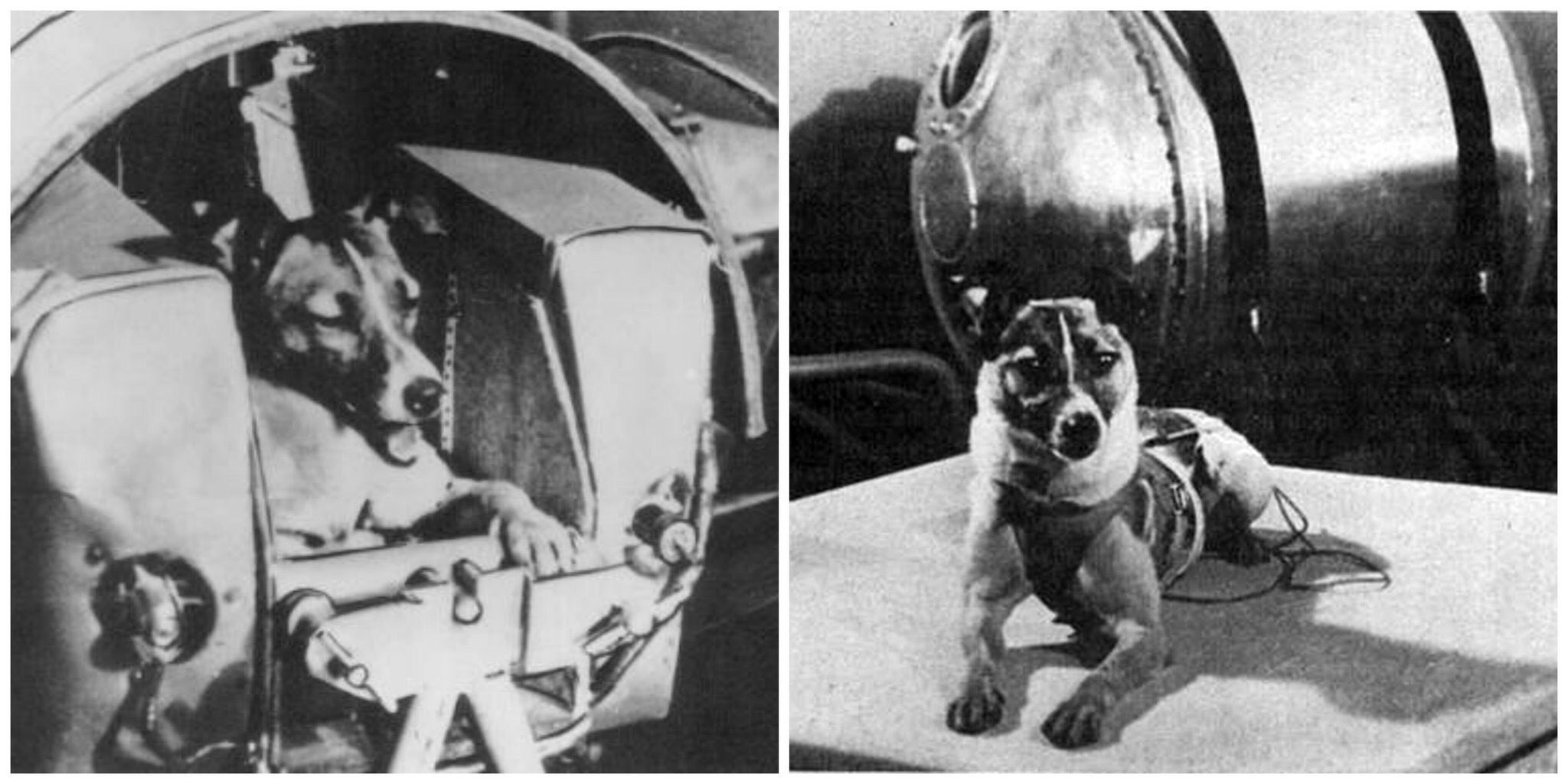 Космосе после собаки. Первая собака космонавт лайка. Собака лайка 1957. Собаки космонавты лайка белка и стрелка. Собака лайка космонавбелка и стрелка.