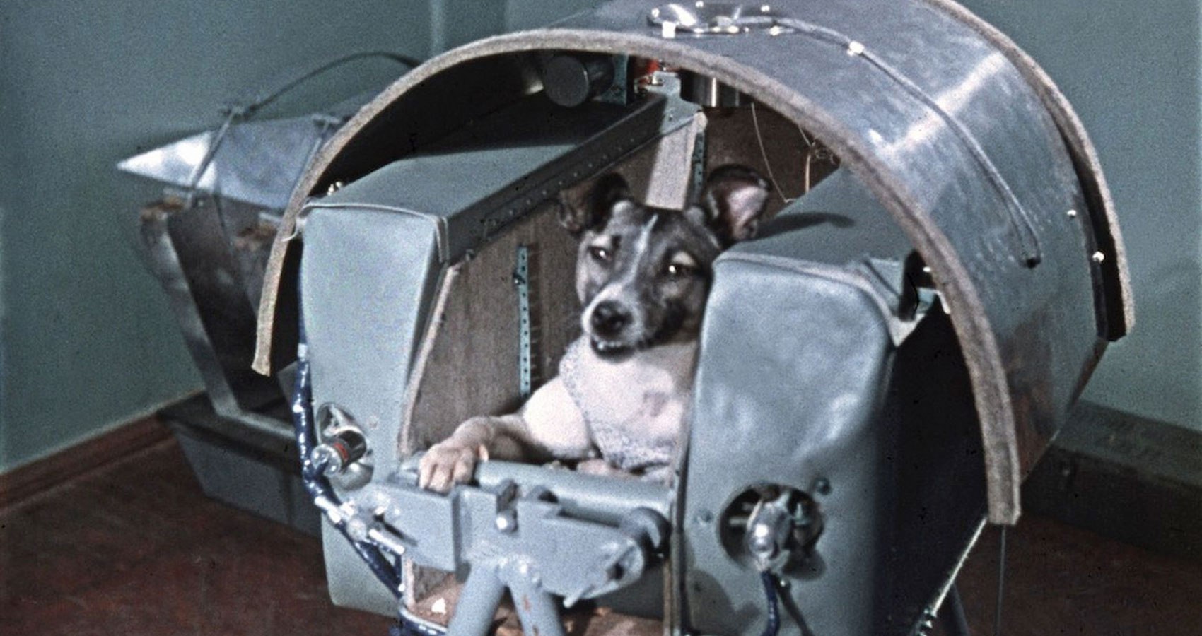 Лайка (собака-космонавт) 1957 г.