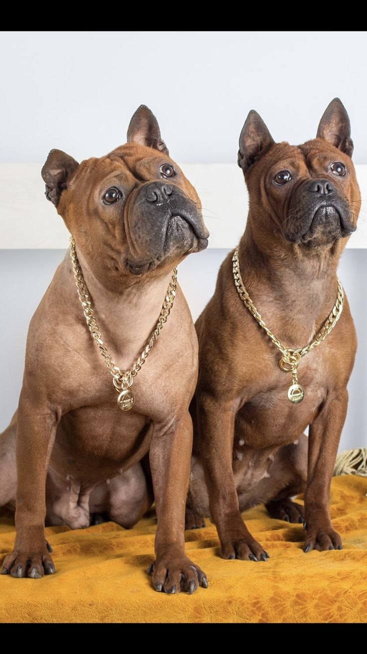 Чунцин / Chongqing Dog с