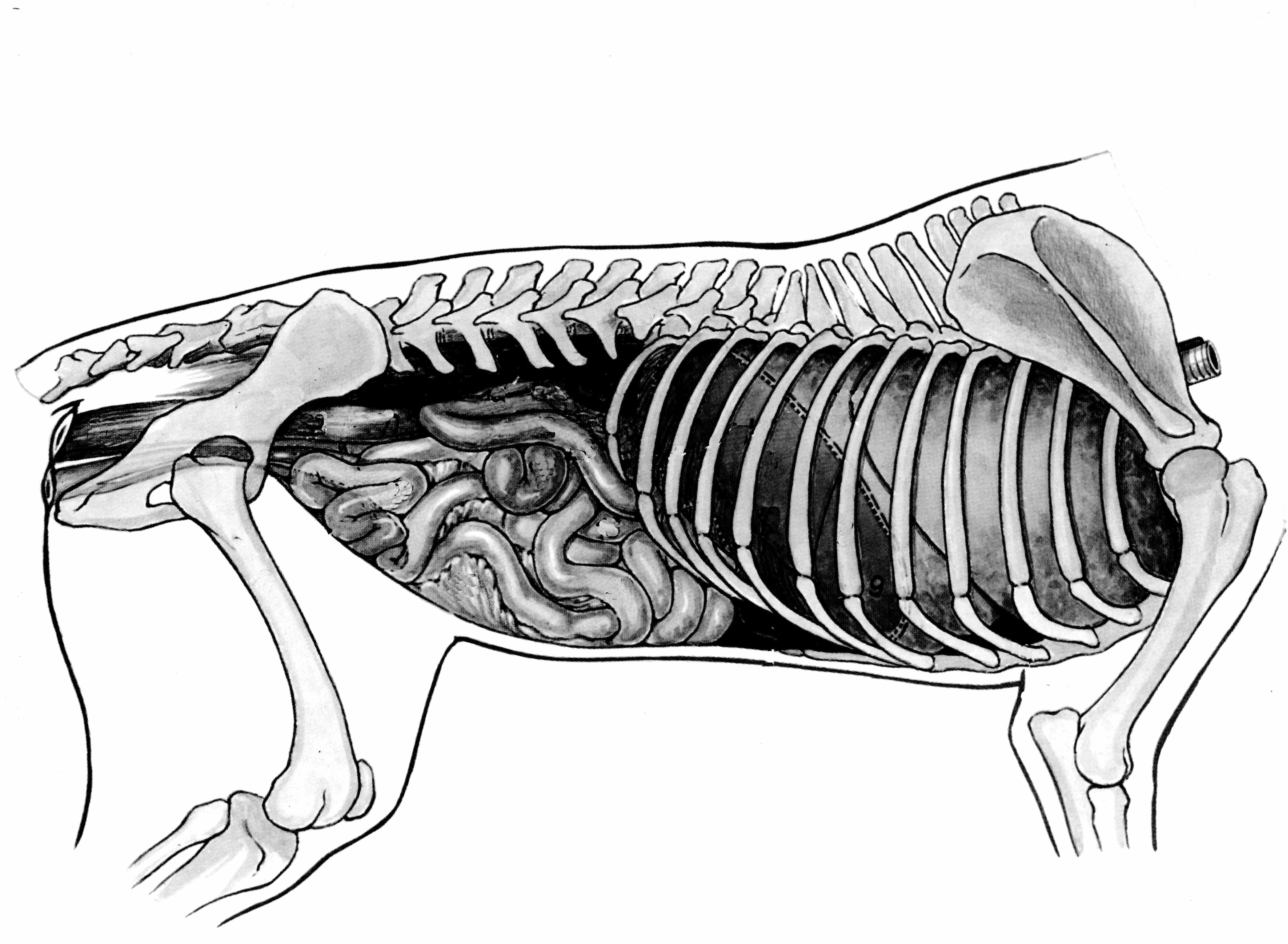 Внутреннее строение органов животных. Топография внутренних органов собаки. Топографическая анатомия брюшной полости собаки. Топография органов брюшной полости собаки. Строение внутренних органов собаки брюшная полость.