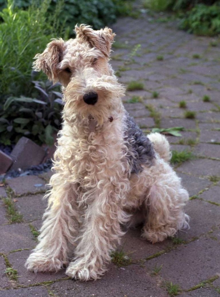 Фокстерьер (Fox Terrier)