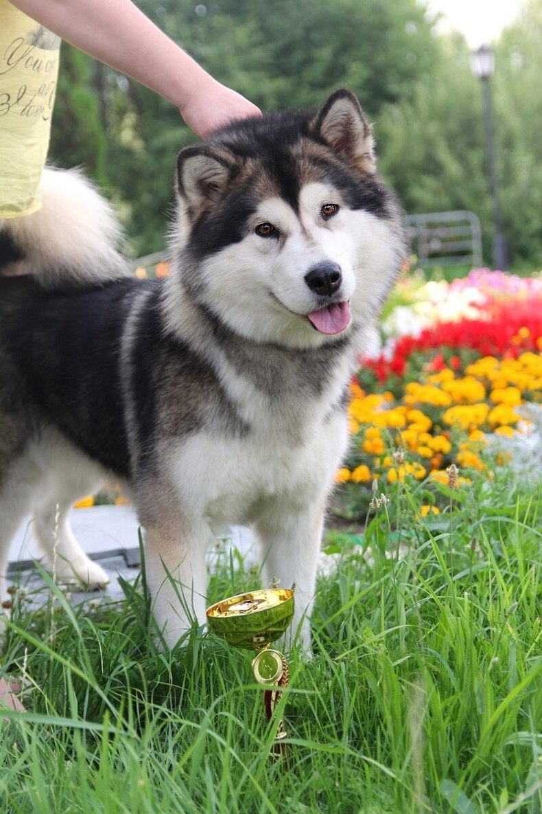 Лайка Аляскинский маламут
