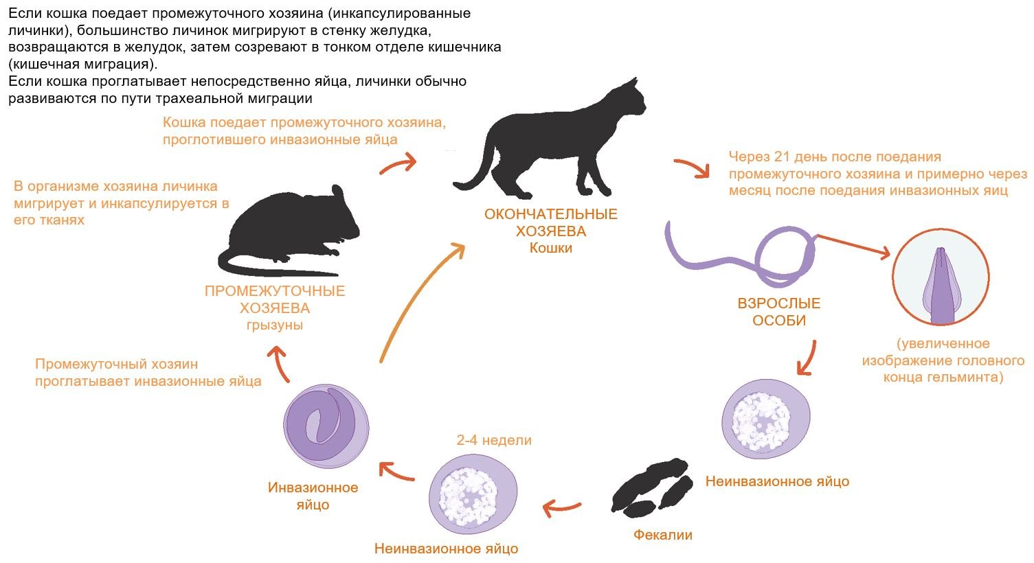 Деменция у кошек. Цикл развития токсокароза кошек. Токсокароз плотоядных симптомы. Жизненный цикл токсокары. Жизненный цикл токсокары схема.