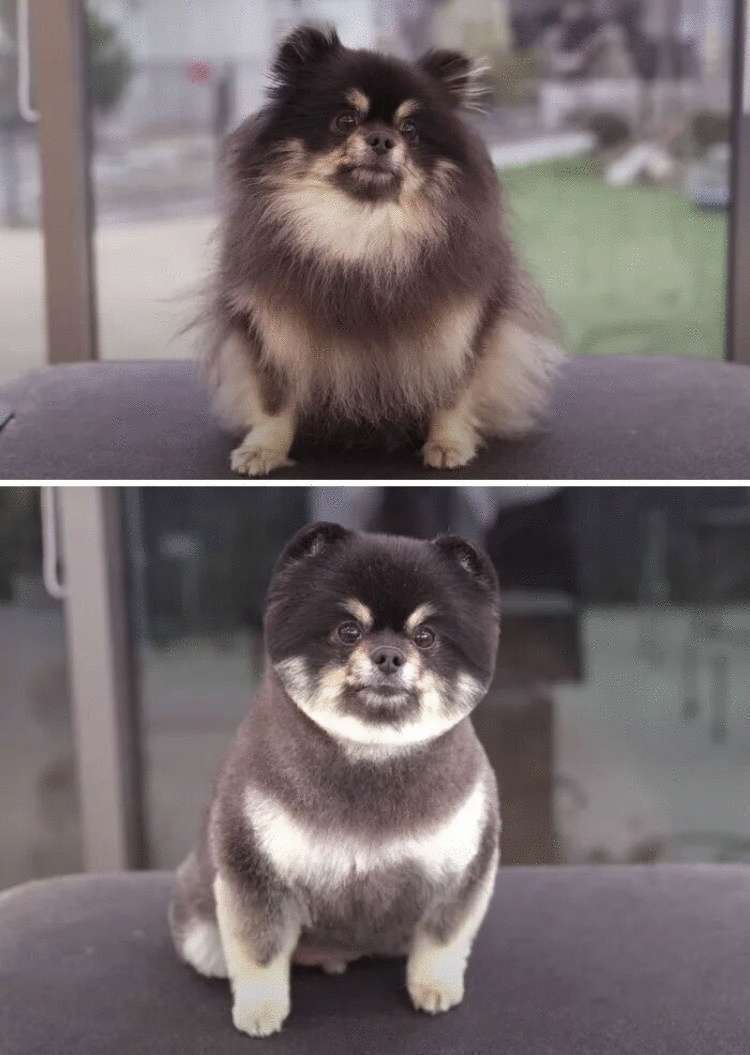 Корейские грумеры творят чудеса