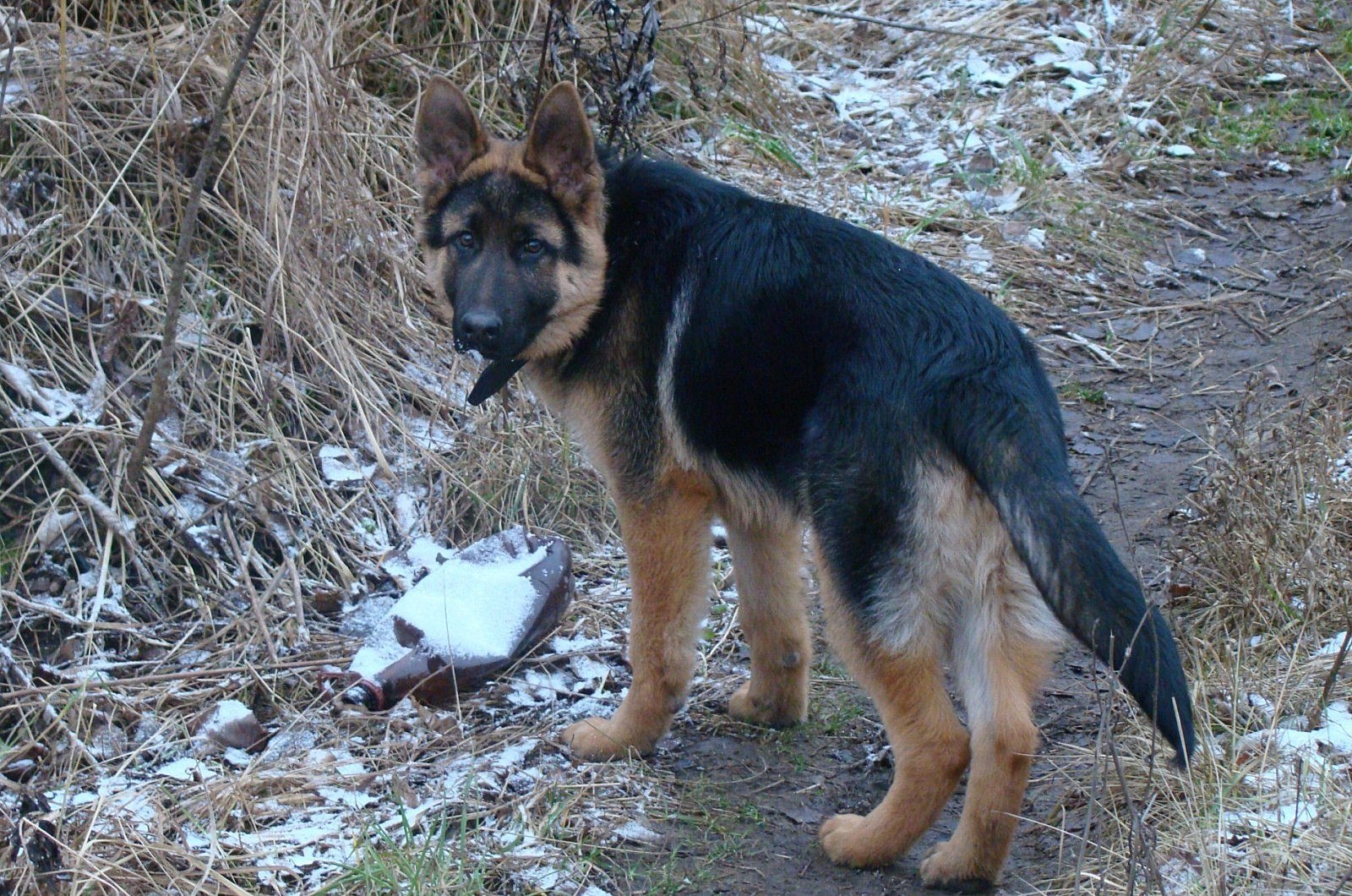 Пропала собака породы немецкая овчарка. Гиеновидная собака щенок. Собака овчарка немецкая щенок мама.