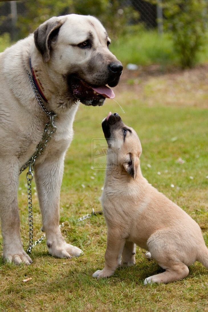 Кангальская овчарка / Kangal Shepherd Dog