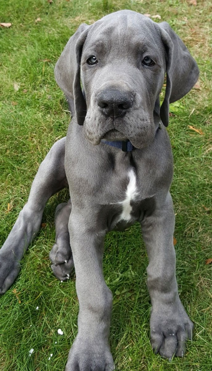 Great Dane собака