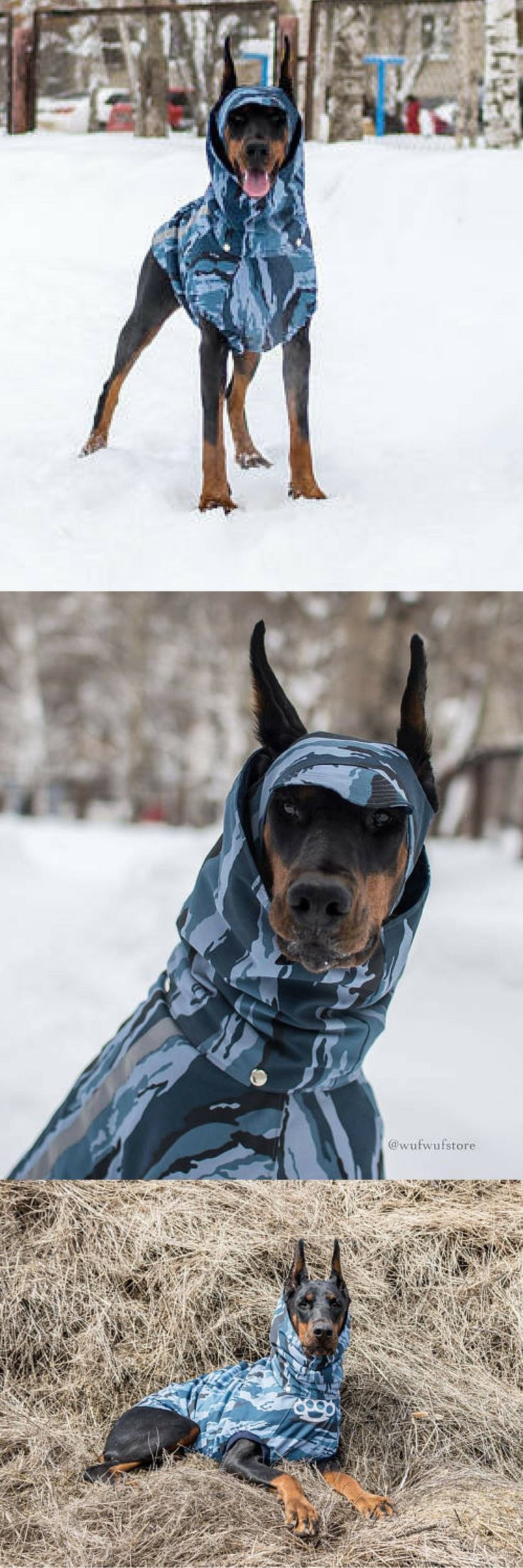 Цвергпинчер в камуфляже