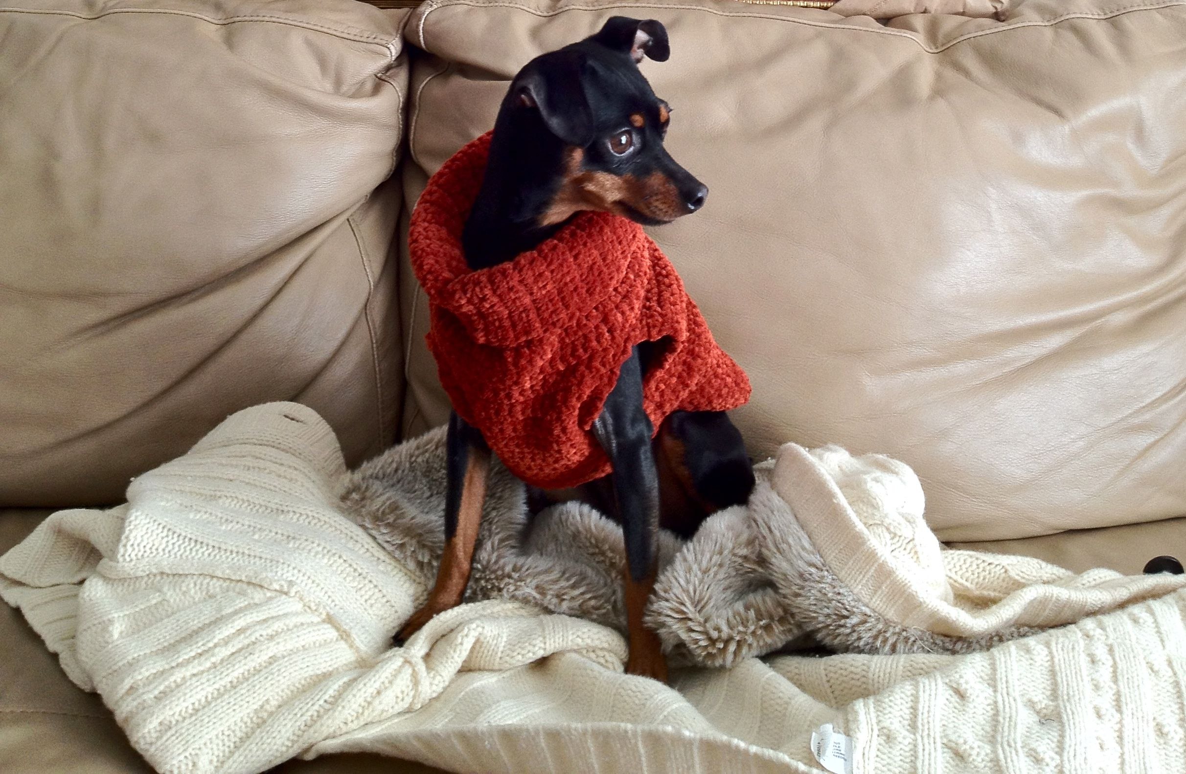 Вязание одежды для собак