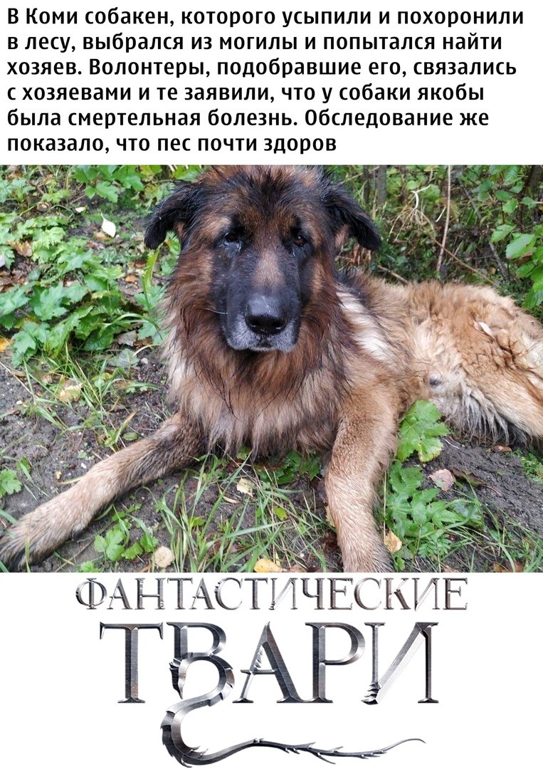 Эвтаназия собак на дому вет24усыпление