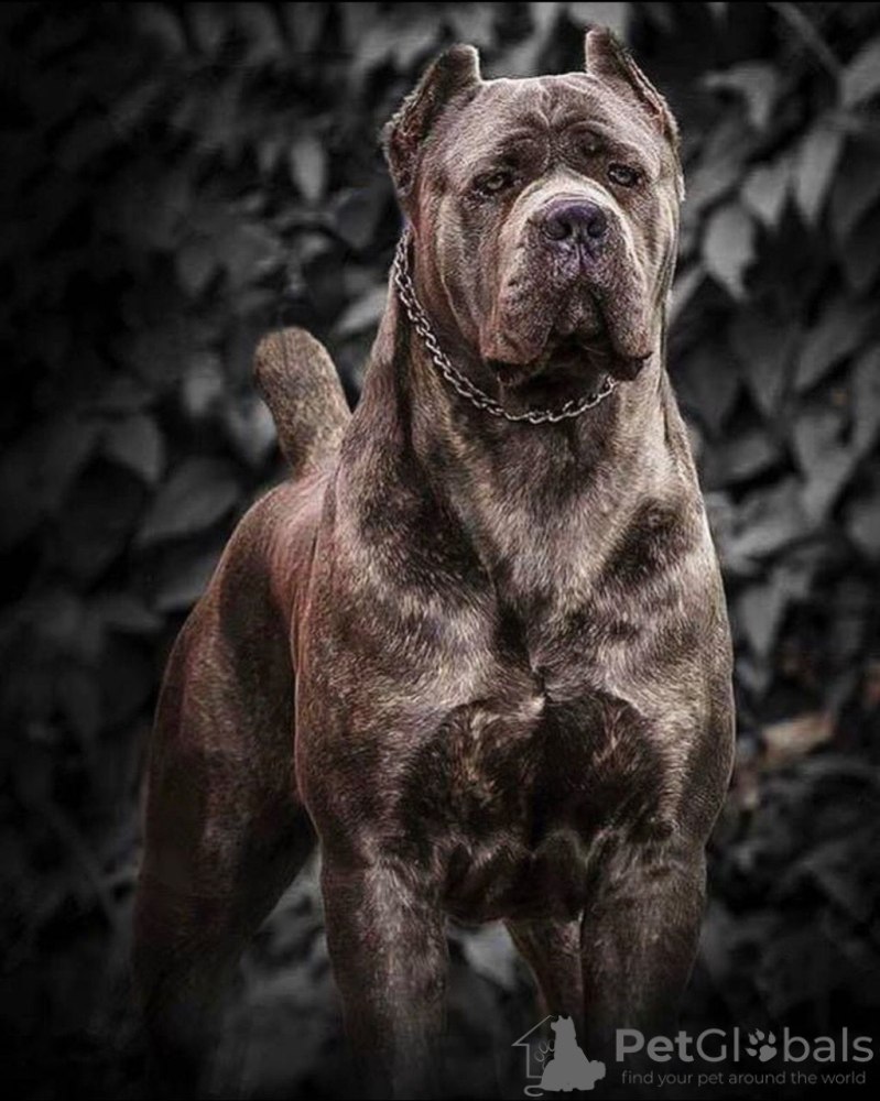 Мастиф Корсо
