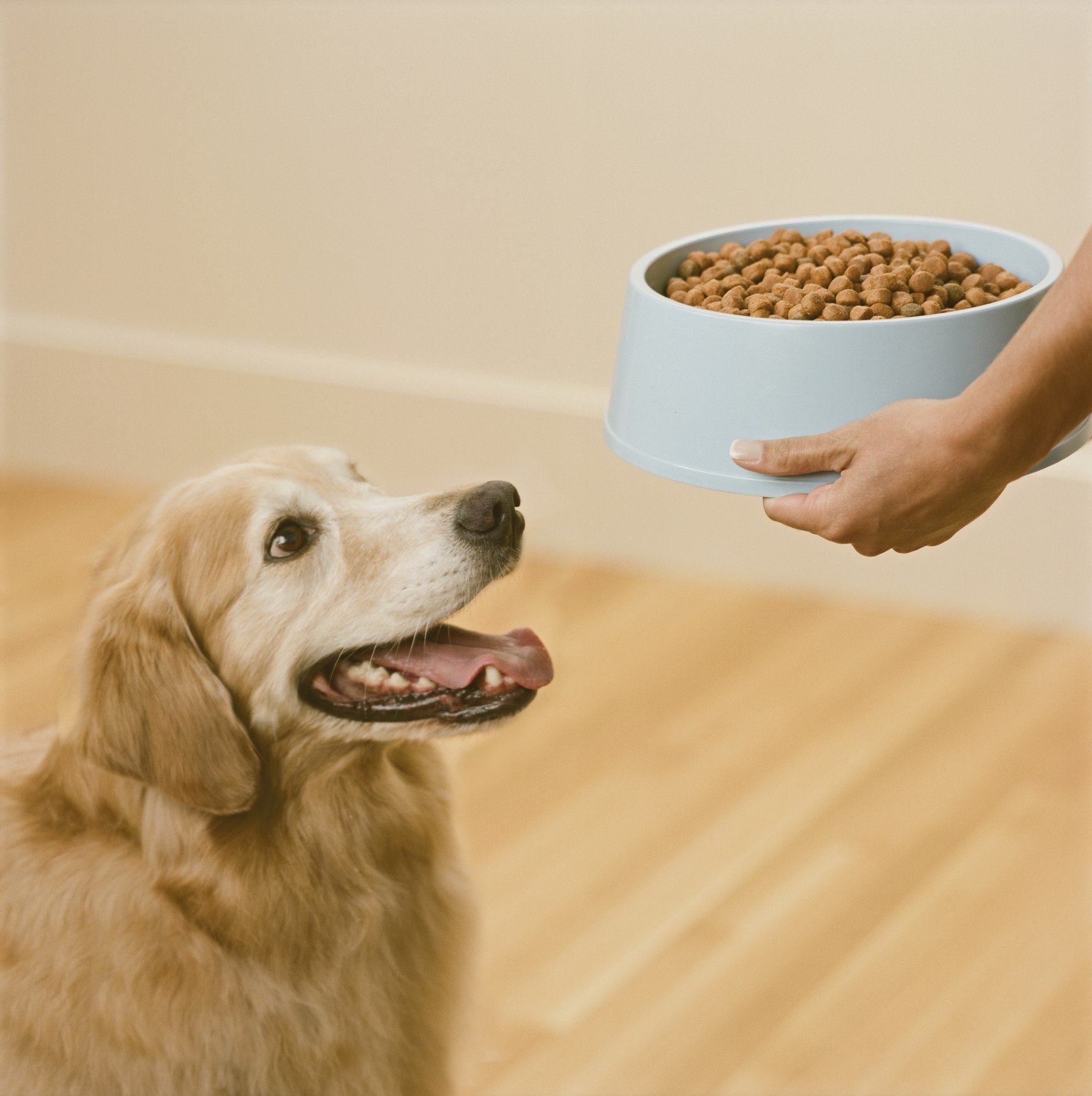 Меняем корм собаке. Человек кормит собаку. Корм для собак. Накормить собаку. Правильные корма для собак.