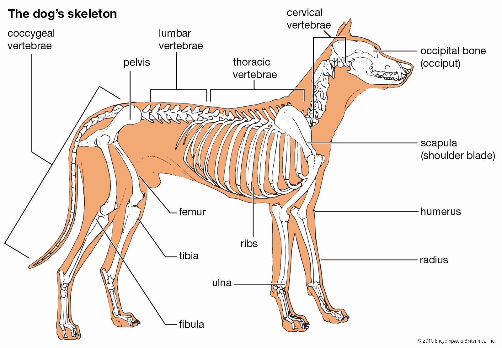 Класс млекопитающие внешнее и внутреннее строение. Скелет собаки строение схема. Костный скелет собаки. Скелет собаки с описанием костей. Внутренне строение собаки кости.