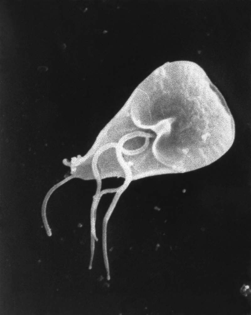 Цикл развития Babesia canis